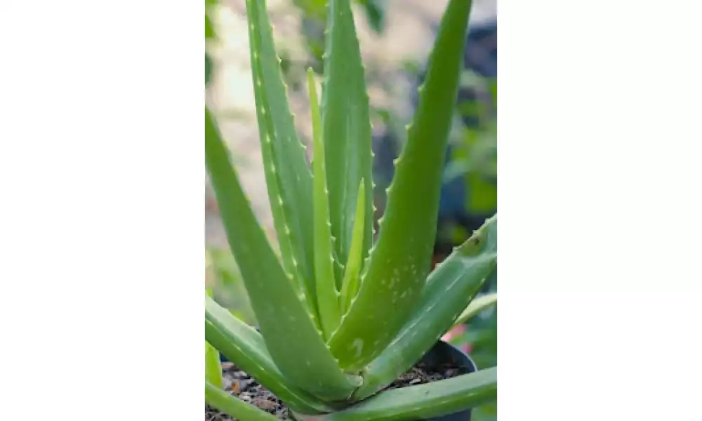 Aloe vera